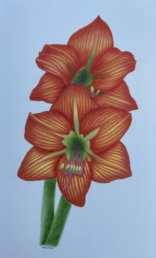 Amaryllis in Ink