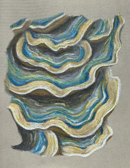 Turkey Tail Fungus