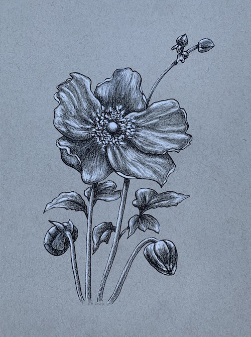 Japanese Anemone in Monochrome