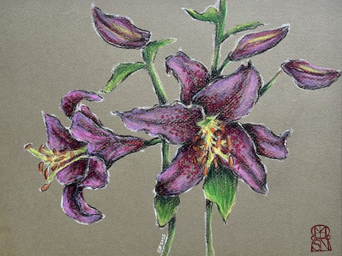 Lilies on Almon Street