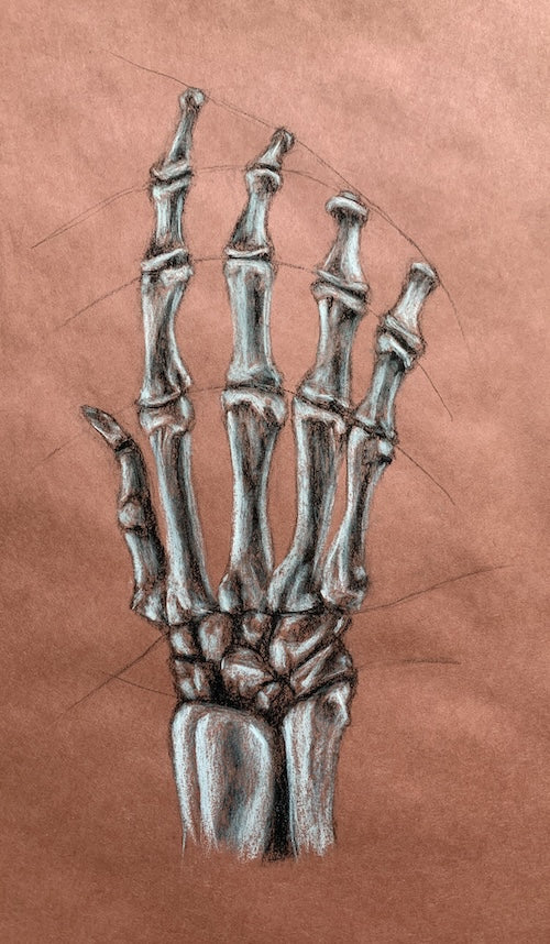 Skeletal Hand Study
